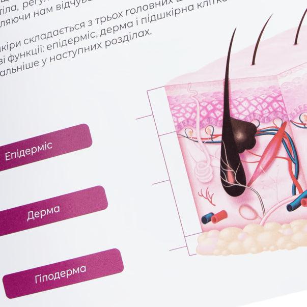 ZOLA Eyebrow Magazine Basic Course in Collaboration with Daryna Maslovskaya